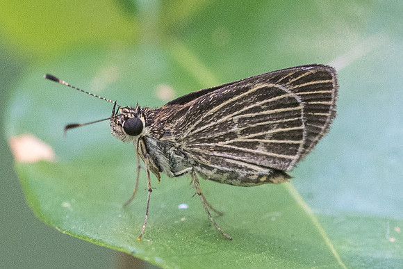 Callimormus interpunctata -0717