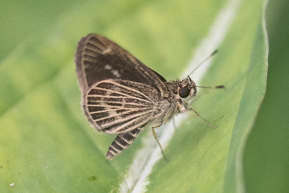 Callimormus interpunctata -1075