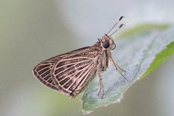 Callimormus interpunctata -8775