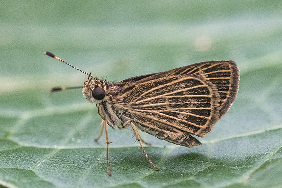 Callimormus interpunctata -9085