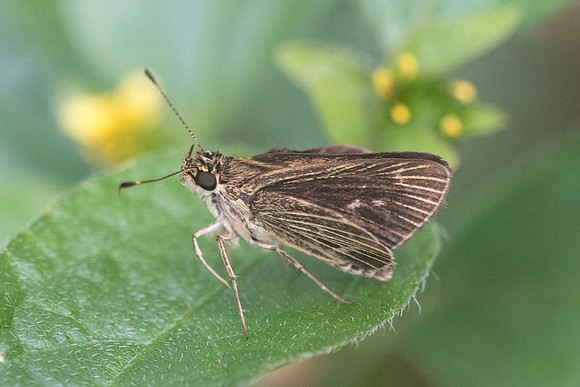 Callimormus interpunctata -9068