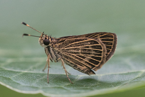 Callimormus interpunctata -9091