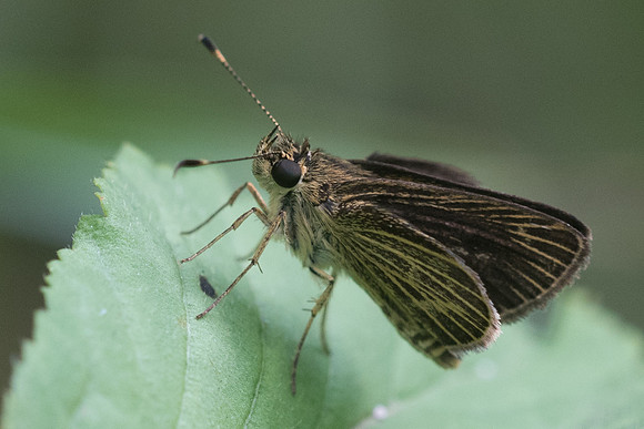 Callimormus interpunctata id--1648