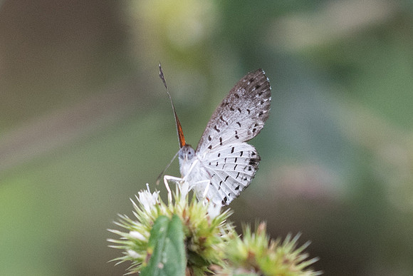 Calospila lucianus lucianus-2124