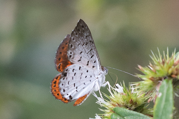 Calospila lucianus lucianus-2126