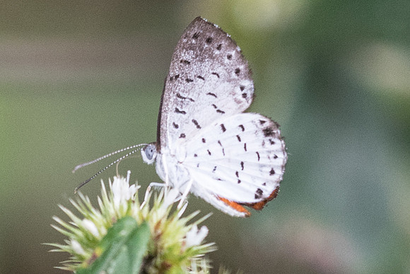 Calospila lucianus lucianus-2120