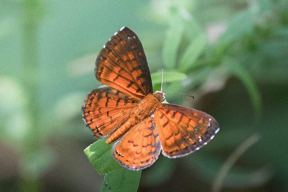 Calospila lucianus lucianus-2873