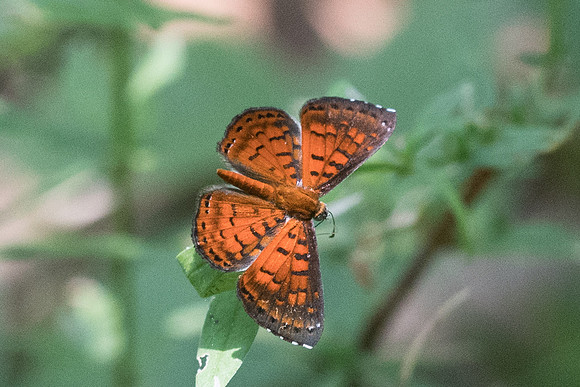 Calospila lucianus lucianus-2866