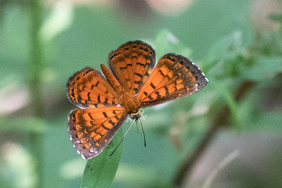 Calospila lucianus lucianus-2868