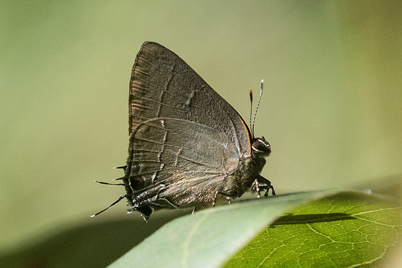 Calycopis bellera id --1001