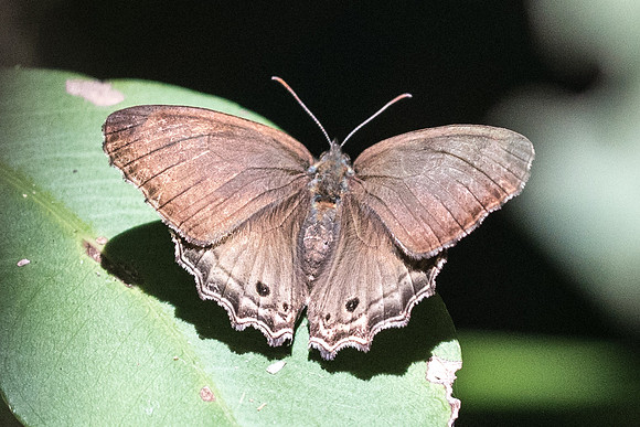 Carminda griseldis-5548