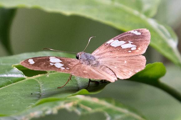 Celaenorrhinus sp id--8484