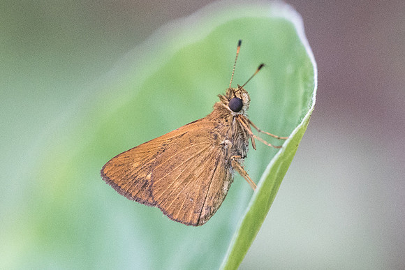 Corticea corticea id--8786