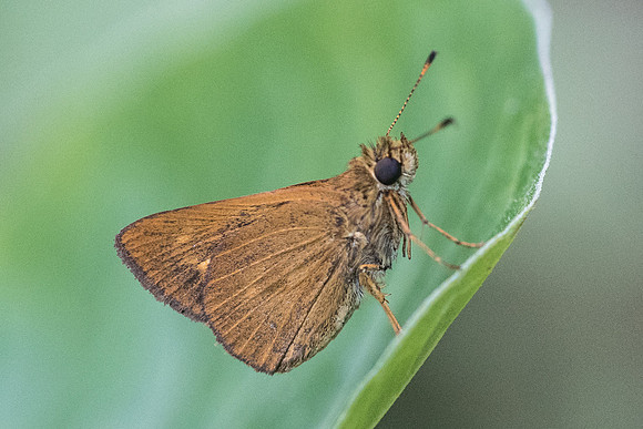 Corticea corticea id--8802