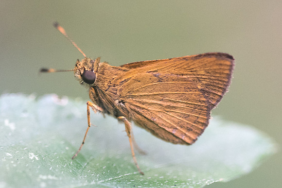 Corticea corticea id--8828