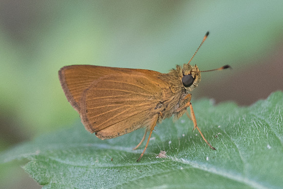 Corticea corticea id--9909