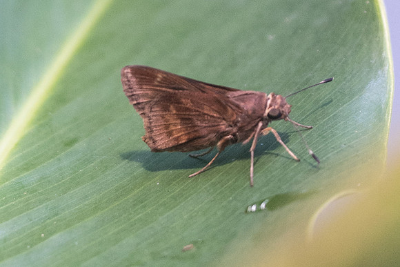 Cymaenes sp id--0831