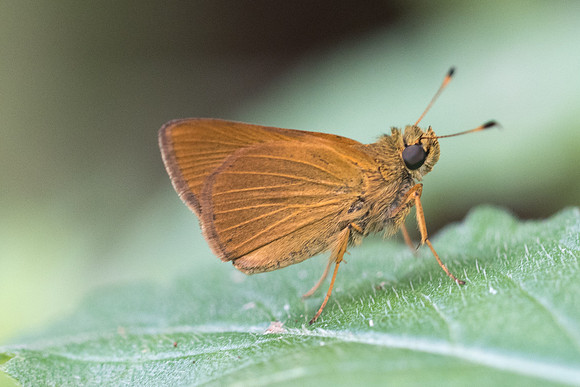 Corticea corticea id--9930