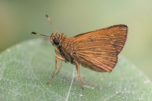 Corticea corticea id--8864