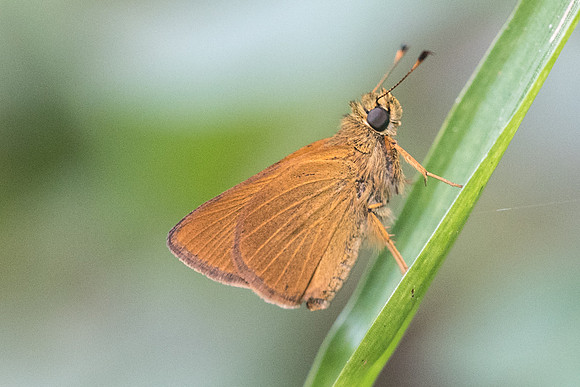 Corticea corticea id--9934