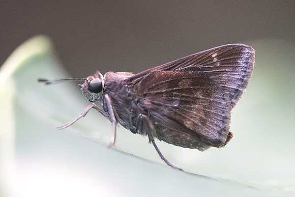 Cymaenes sp id--0845