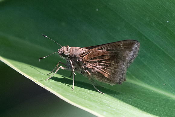 Cymaenes sp id--0850