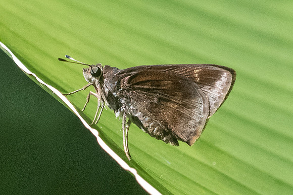 Cymaenes sp id--0859