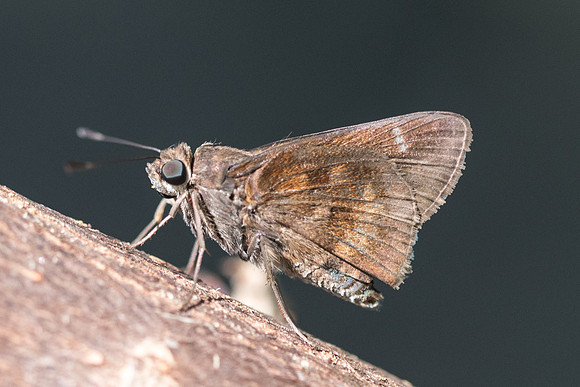 Cymaenes sp id_0402