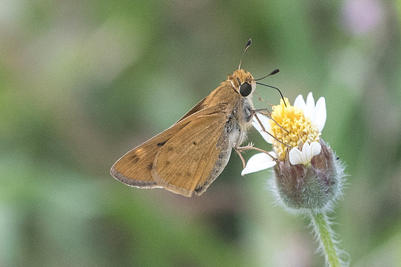 Hylephila phyleus 0647