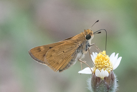 Hylephila phyleus_0650