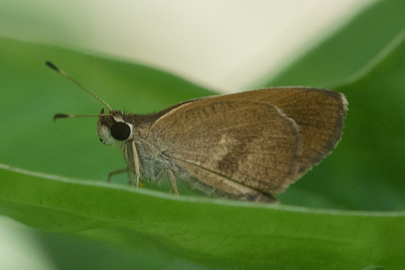 Synapte malitiosa_0702