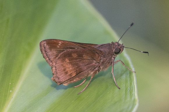 Cymaenes odilia- 0823