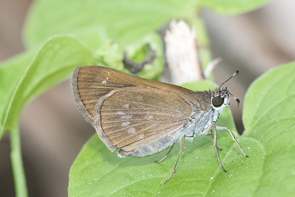 Morys sp_1094
