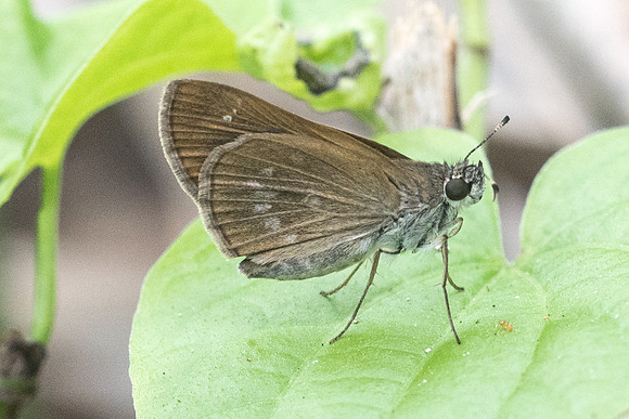 Morys sp id_1096
