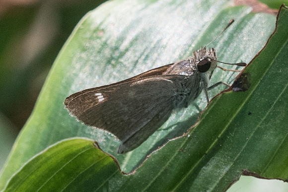 Lerema sp -1592