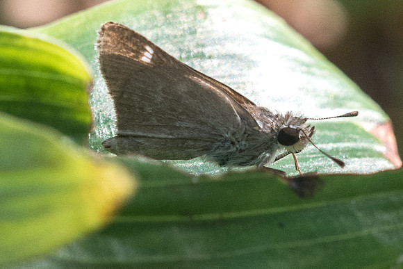 Lerema sp - 1597