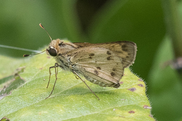 Polites vibex catilina_1859