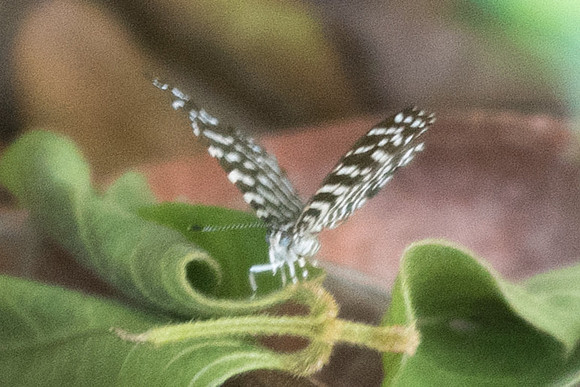 Hyphilaria thasus id_1885