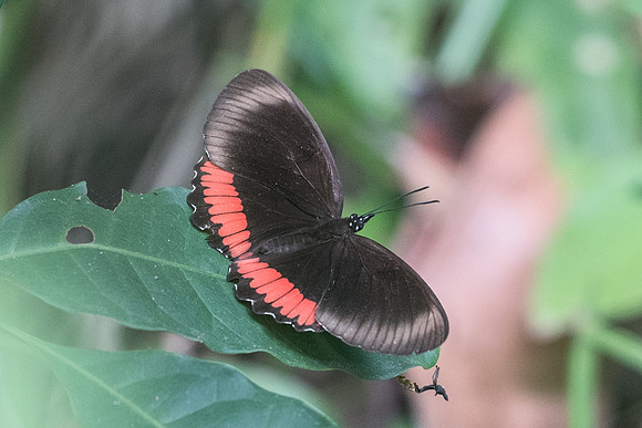 Biblis hyperia 2238