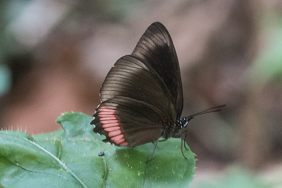 Biblis hyperia 2246