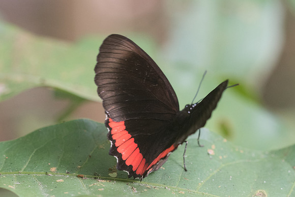 Biblis hyperia 2252