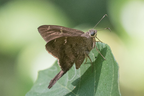 Urbanus simplicius_2585