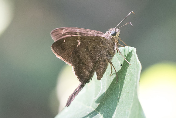 Urbanus simplicius_2591