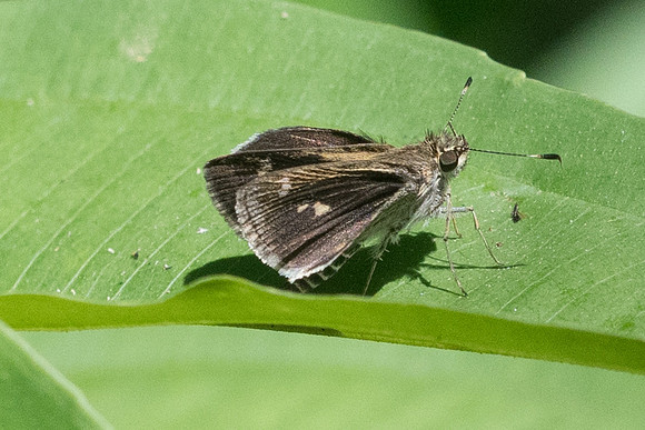Callimormus corades - 2633