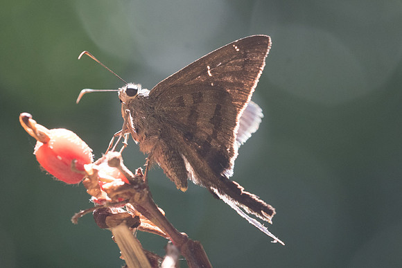 Urbanus simplicius 2843
