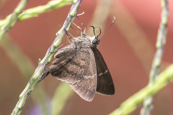 Urbanus simplicius 7762