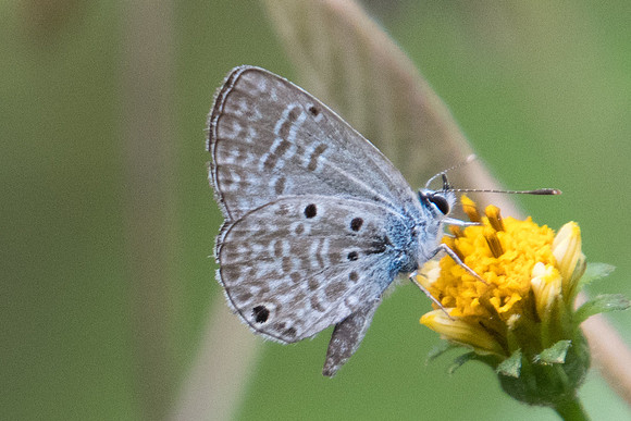 Hemiargus ceraunus_8271