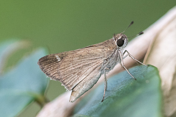 Lerema sp_8705