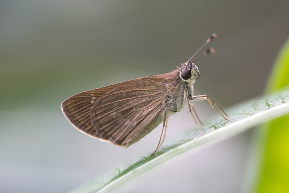 Lerema sp_8714