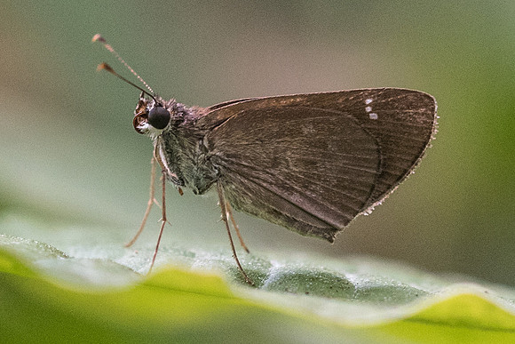 Lerema sp_8953